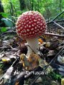 Amanita muscaria-amf234-1